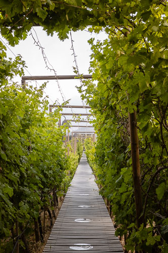 TallerArquitectura_Vinicola