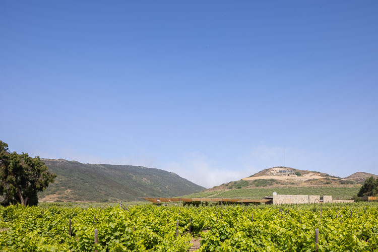 TallerArquitectura_Vinicola